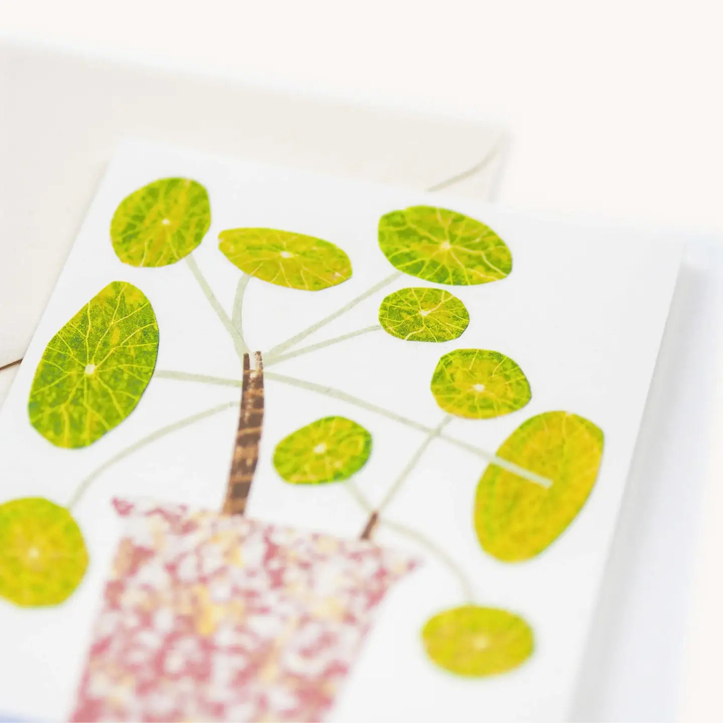 Wenskaart Pilea Peperomioides Pannekoekenplant - Hadley