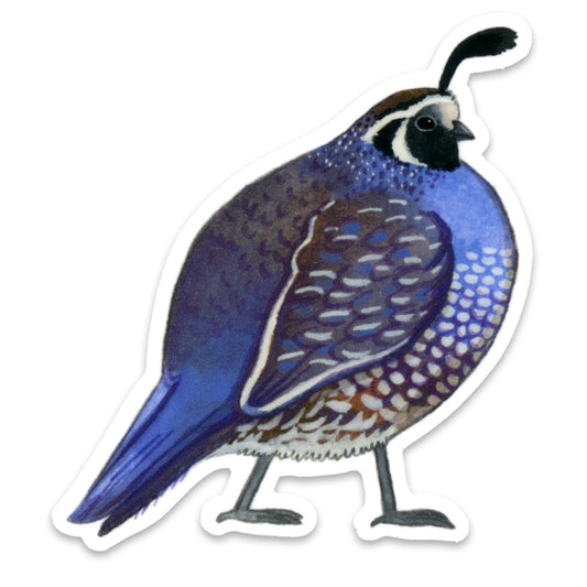 Quail - Sticker